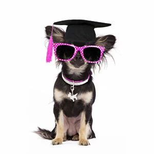 Dog - Long-haired Chihuahua in studio wearing purple collar and sunglasses and a graduation cap Date: 24-06-2019