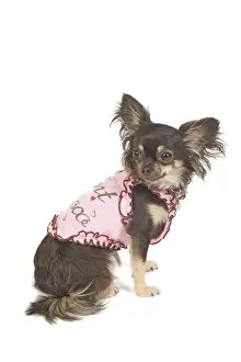 Dog - long-haired chihuahua in studio wearing t-shirt