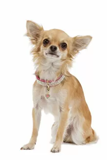 Images Dated 11th October 2009: Dog - Long-haired Chihuahua wearing diamante collar