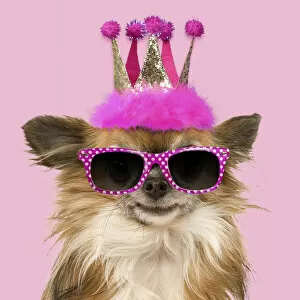 Tiaras Gallery: Dog - Long-Haired Chihuahua wearing pink crown and glasses Date: 05-06-2021