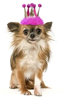 Images Dated 12th March 2006: Dog - Long-Haired Chihuahua wearing princes tiara