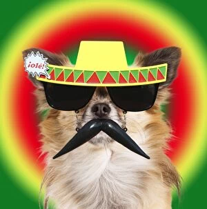 Dog - long-haired Chihuahua wearing sunglasses with
