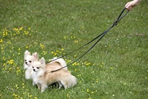 Dog - two long-haired chihuahuas on lead outside