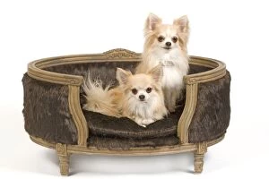 Images Dated 5th June 2010: Dog - two Long-haired Chihuahuas sitting on dog chair / bed - in studio