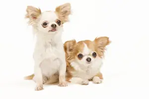 Dog - two long-haired chihuahuas in studio
