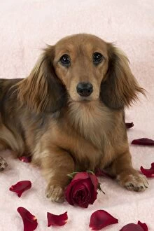 DOG - Long haired dachshund laying in rose petals