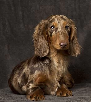 Dog Long Haired Dachshund puppy