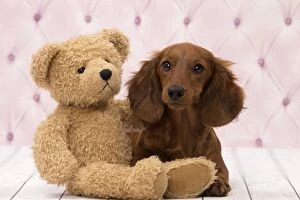 Dog Long Haired Dachshund puppy with teddy bear
