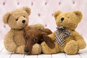 Dog Long Haired Dachshund puppy with teddy bears