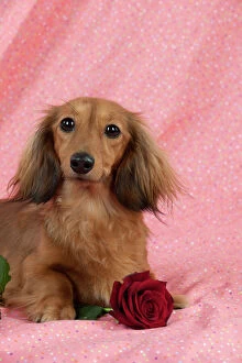 DOG - Long haired dachshund sitting with a rose