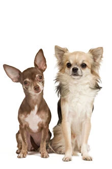 Chihuahuas Collection: Dog - Long-haired & short-haired Chihuahua in studio