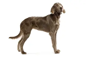 Weimaraners Prints: Dog - Longhaired Weineramer