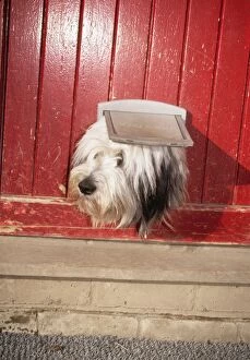 DOG - Looking out of cat flap