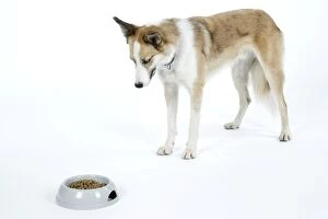 DOG - looking at dried / dry food in bowl