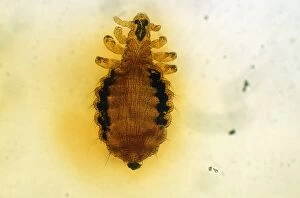Images Dated 11th March 2010: Dog Louse (x10)