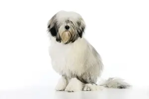 Lowchens Prints: DOG. Lowchen