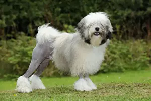 DOG. Lowchen