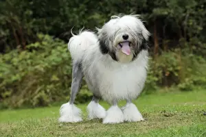 DOG. Lowchen