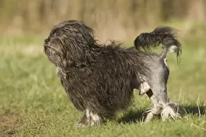 Lowchens Prints: Dog - Lowchen / Little Lion Dog