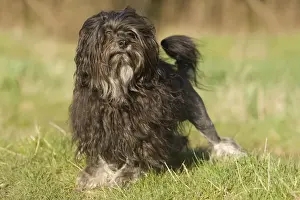Dog - Lowchen / Little Lion Dog