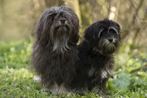 Lowchens Prints: Dog - Lowchen / Little Lion Dog - adult and six month old puppy