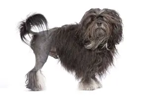 Dog - Lowchen / Little Lion Dog in studio