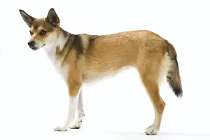 Dog - Lundehund standing in studio