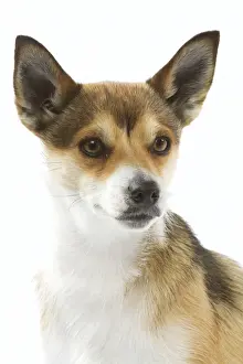 Dog - Lundehund in studio