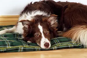 Beds Prints: Dog - lying on it's bed / blanket