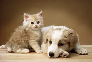 Dog - lying together with kitten