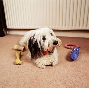 DOG - lying with toys