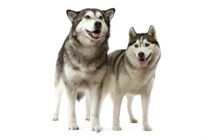 Images Dated 11th March 2006: Dog - Malamute & Siberian Husky Dog - Malamute & Siberian Husky