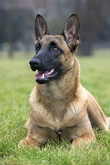 Images Dated 26th February 2012: Dog - Malinios / Belgian Shepherd