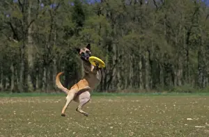 DOG - Malinois / Belgian Malinois / Chien de Berger Belge - catching frisbee