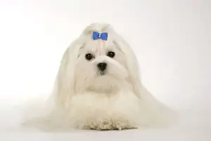 Dog - Maltese
