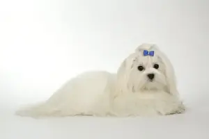 Dog - Maltese