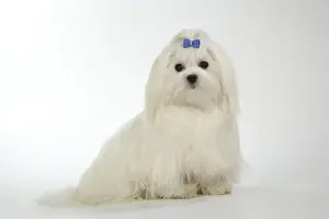 Bows Prints: Dog - Maltese