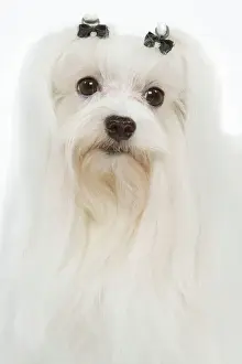 Bows Prints: Dog - Maltese / Bichon Maltiase