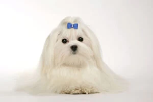Dog - Maltese / Bichon Maltiase, wearing hair ribbon