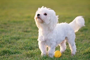Dog - Maltese / Bichon Maltiase - side view, with ball
