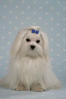 Bows Prints: Dog - Maltese on blue and white spotted material