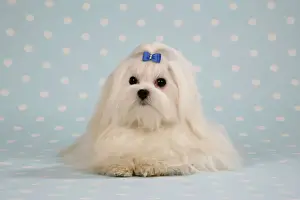 Bows Prints: Dog - Maltese on blue and white spotted material