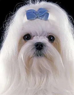 Dog - Maltese. Also known as Bichon Maltiase