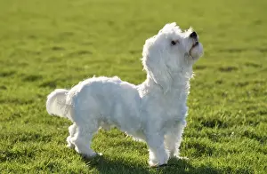 Curiosity Prints: Dog - Maltese Terrier - Looking upwards