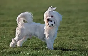 Dog - Malteze / Maltiase playing football in garden