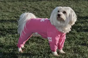 Equipment Prints: Dog - Malteze / Maltiase wearing jogging suit clothing in garden
