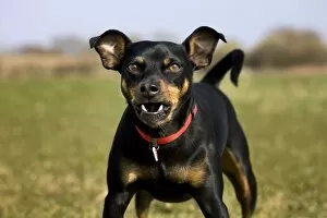 Black And Tan Gallery: Dog - Manchester Terrier barking