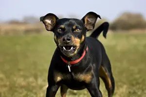 Angry Prints: Dog - Manchester Terrier barking