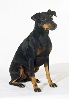 DOG - Manchester Terrier, sitting-down, studio shot
