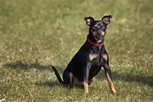 Dog - Manchester Terrier sitting in garden